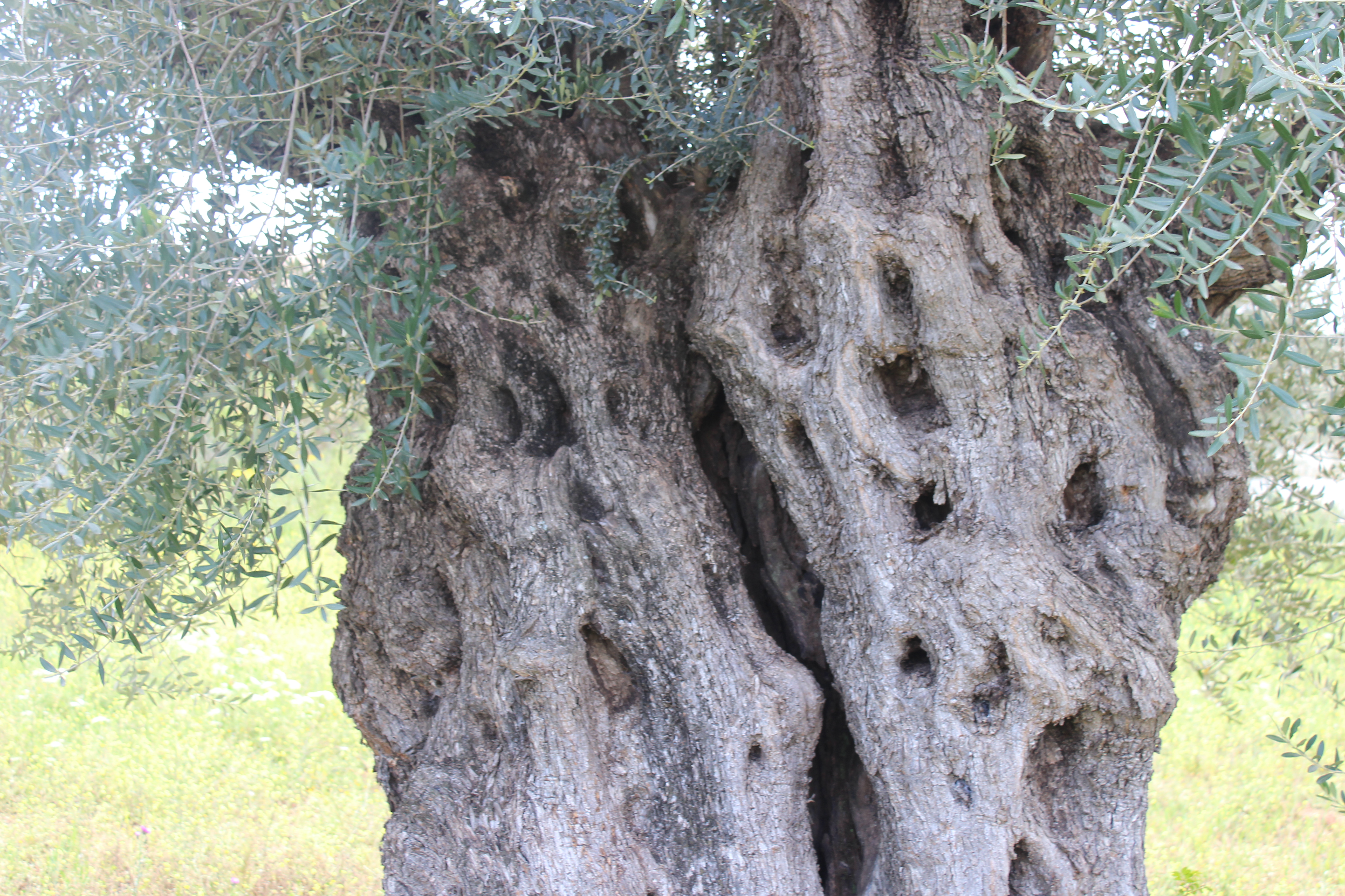 Olive tree in Messenia Greece