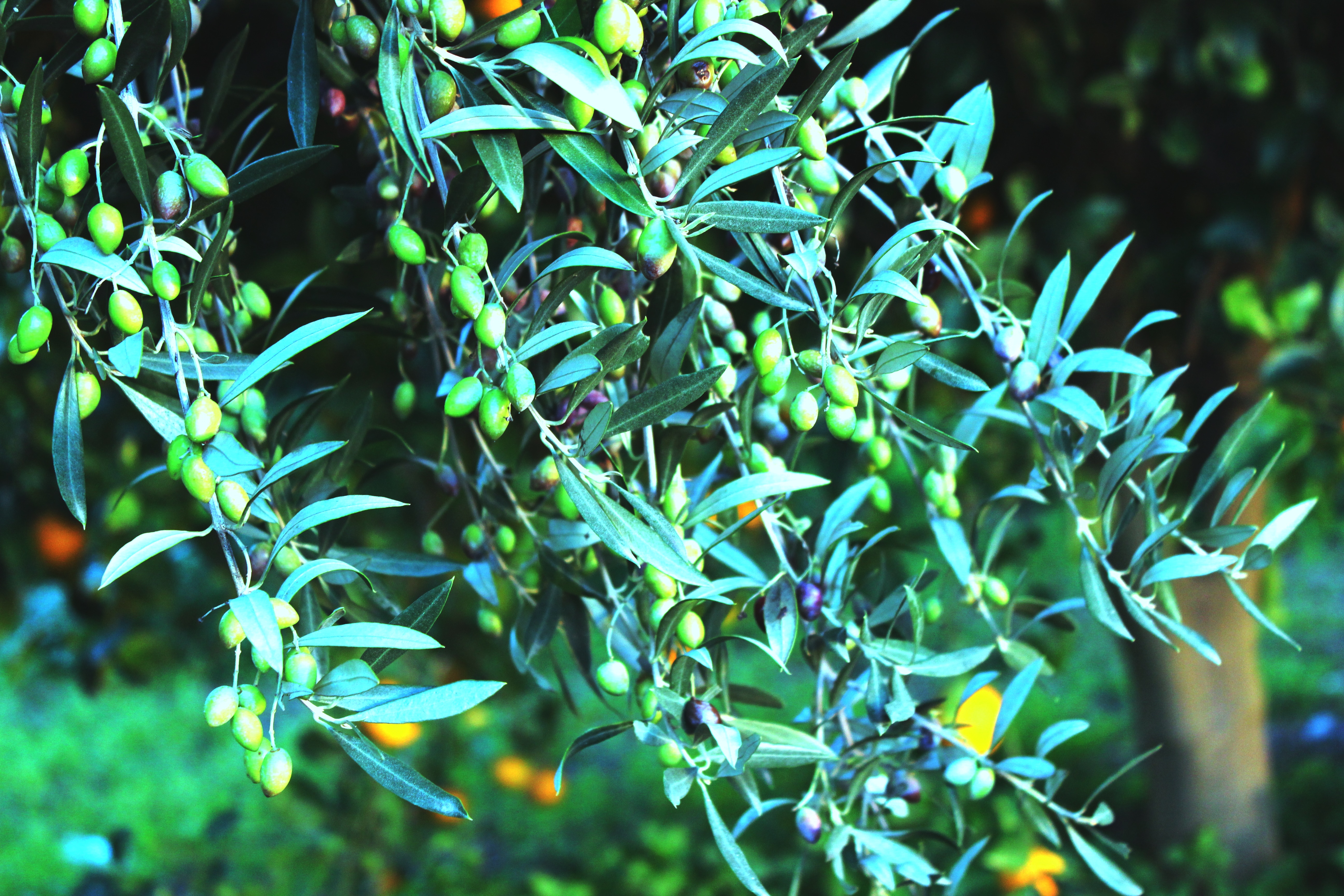 Olives in Lakonia Greece for our BOLD EVOO