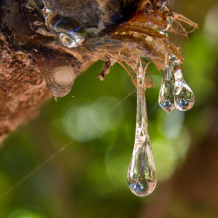 mastiqua tears flying olive farms