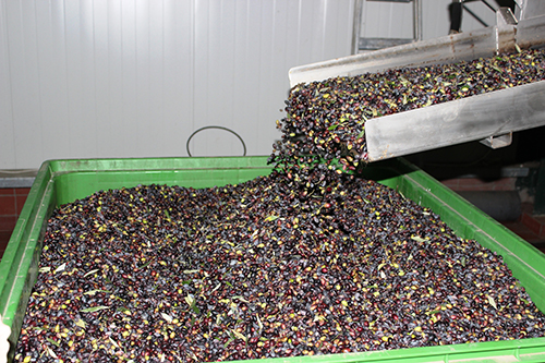 Olives ready for pressing